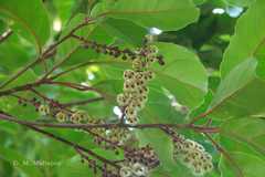 Elaeocarpus variabilis